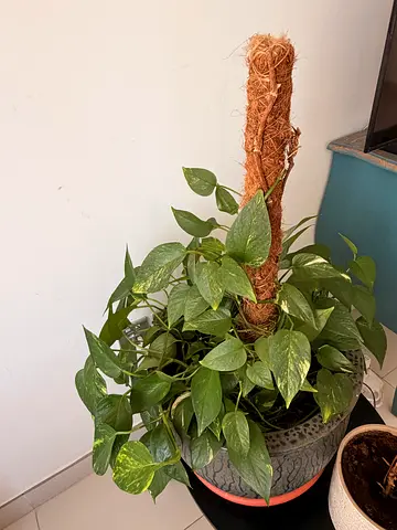 Money plant