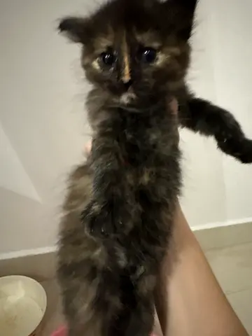 kitten for free adoption