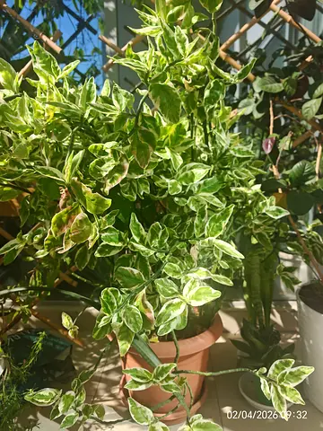 Stunning Variegated Devil’s Backbone (Zig-Zag Plant)
