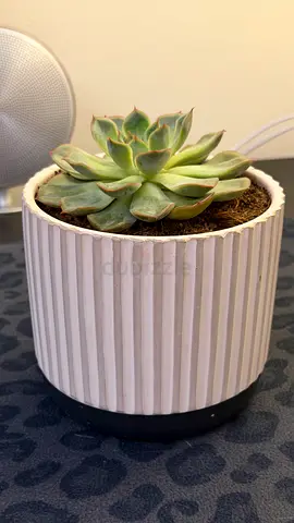 My small succulent in ribbed ceramic pot
