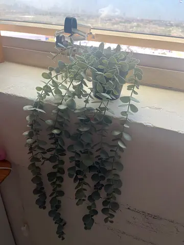 Faux hanging eucalyptus vine - good condition