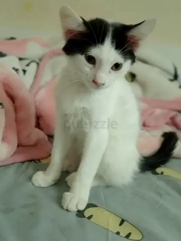 Rehoming 3 months old Tuxedo kitten