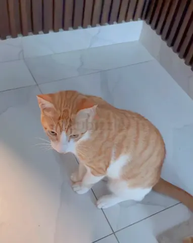 Indoor cats for adoption