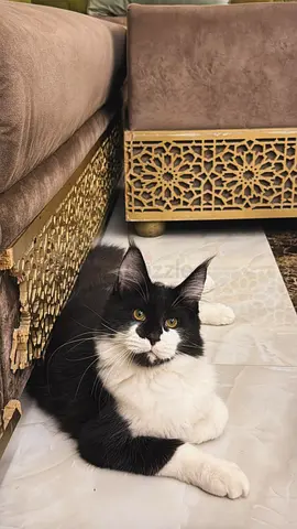 الروضه عجمان