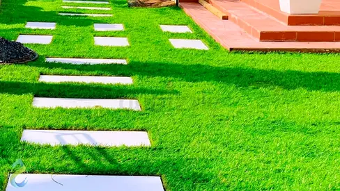 Beautiful Outdoor Garden grass