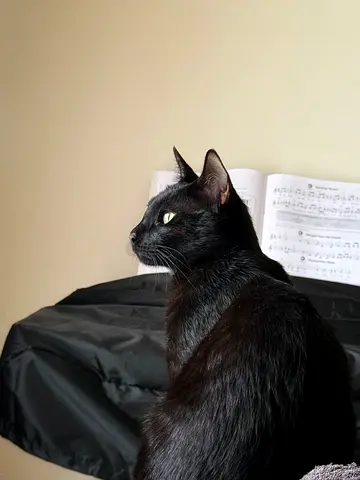 Playful Cat for Adoption