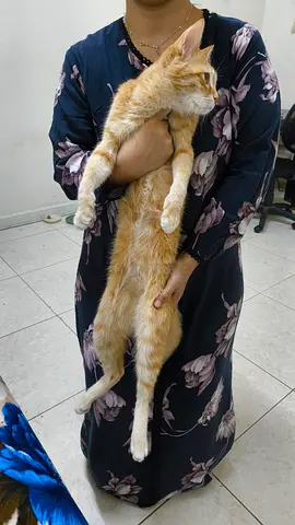 Orange Cat - Domestic short hair