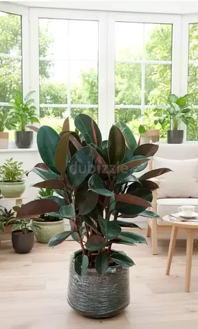 Rubber Tree Plant (Ficus Elastica) 90cm – Air purifying plant Indoor Office Plant UAE