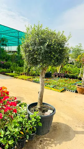 Potted Olive Tree for Indoor/Outdoor Decor