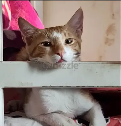 Cuddly and sweet rescue kitten Toast, free, vaccinated and neutered