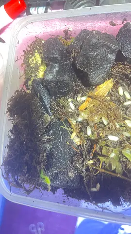 Live White Worms 🪱
High Protein Fish Food
Fresh  Healthy Culture