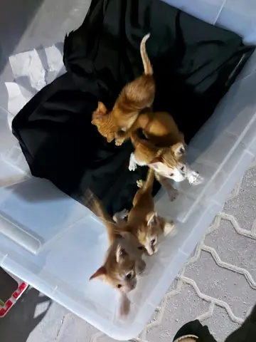 6 small ginger/tabby kittens — looking for new forever home- free adoption