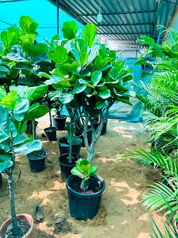 Fiddle Leaf Fig Tree - Indoor and Outdoor Plant