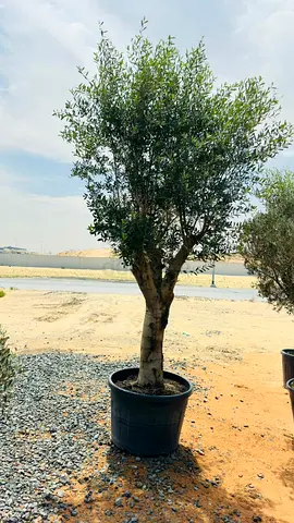 Olive Tree in Pot
