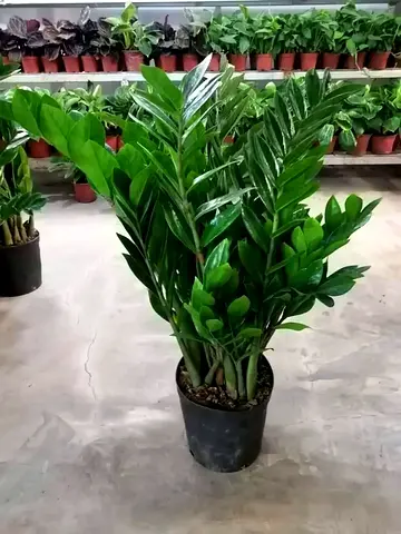 ZZ Plant (Zamioculcas) 65–70 cm — Low-Light, Low-Maintenance Indoor Houseplant