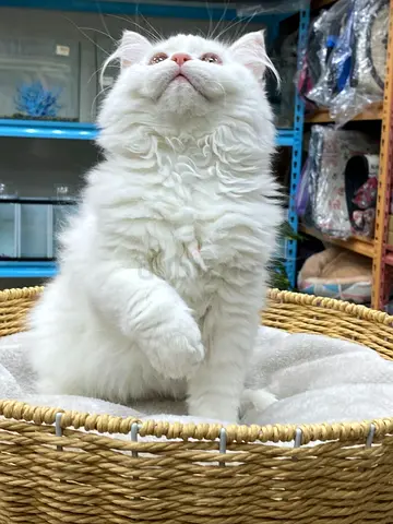 Pure white fluffy kitten looking for a loving home