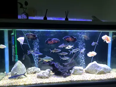 Complete glass aquarium setup with LED, filter and live fish