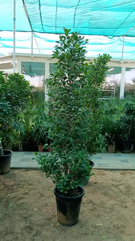 Outdoor Decorative Plant in Pot