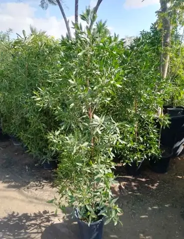 Indoor/Outdoor Potted Plant