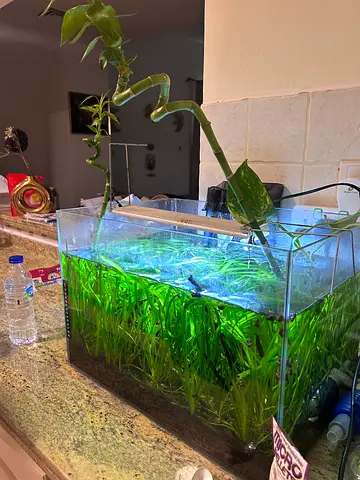 15 Gallon planted fish tank