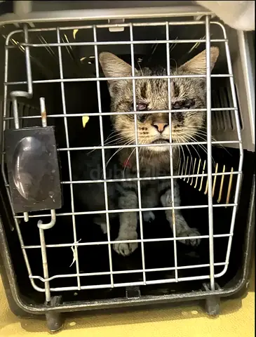 HELP!! Foster Home/Adoption needed URGENTLY - SWEET SPECIAL NEEDS CAT