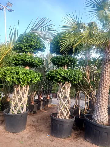 Elegant Potted Topiary Trees for Garden or Home Decor