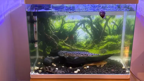 60cm x 55cm aquarium with fishes including Alligator gar, Bicher, Albino sucker and decorative items