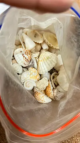 Shells and White pebbles gravel for aquarium