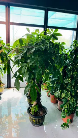 Indoor Decorative Potted Plant