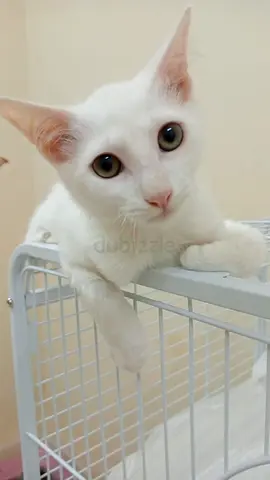 Male kitten for adoption