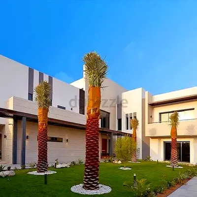 Date Palm 5m Clear Trunk – Mature Landscaping Palm UAE