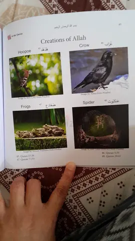 Activity and coloring book