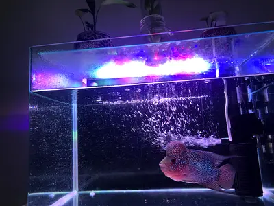 Beautiful flowerhorn fish