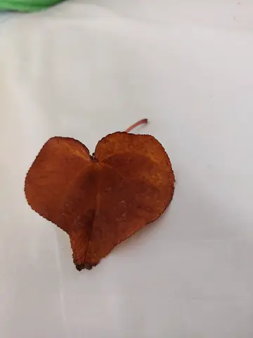 Natural heart shaped leave