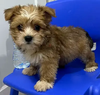 Im rehoming an adorable young fluffy puppy