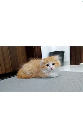 Scottish fold mix persian