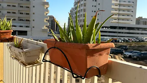 Aloe Vera plants with hanging pots