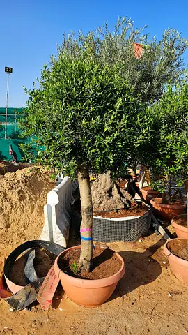 Mature potted olive tree — healthy, ready to replant