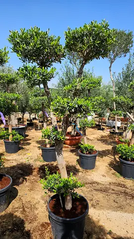 Olivia tree 2meter Hight