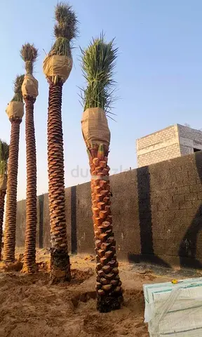 Date Palm 4m Clear Trunk Ready for Planting (Luxury)