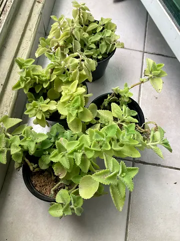 Plant