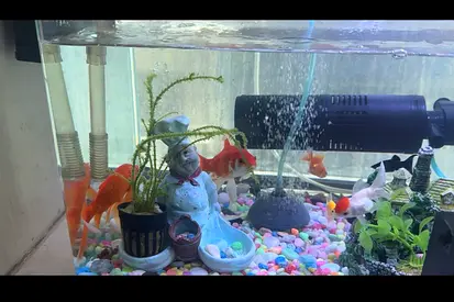 20”x14” Aquarium Tank with Internal Filter, Air Pump, Light  Accessories