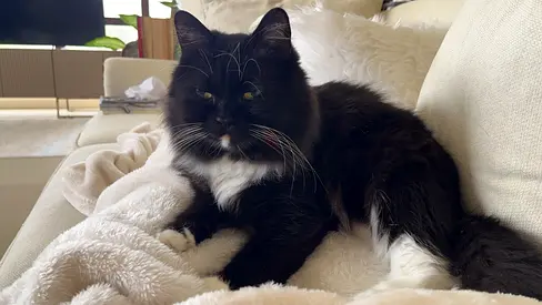 Friendly tuxedo cat - looking for a new home