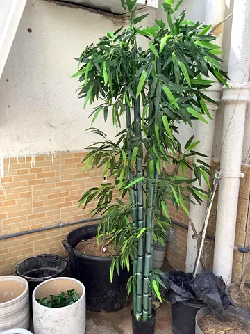 Tall bamboo plant in pot