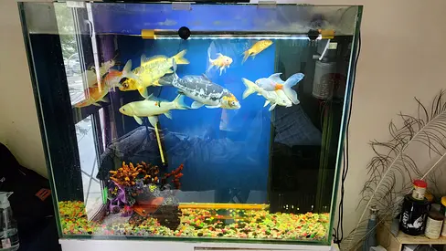 Fish Tank