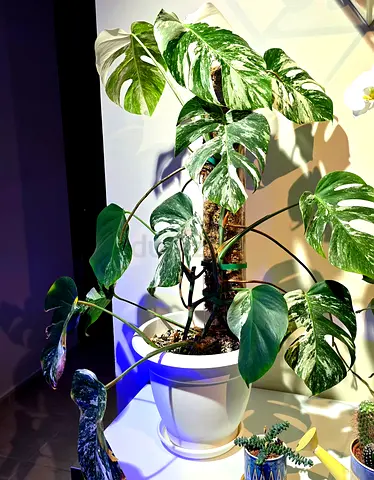 indor plant monstera albo variegata