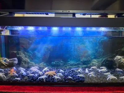 Beautiful Aquarium with Freshwater Crayfish