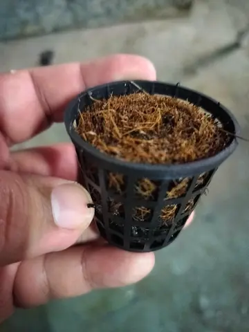 Small net pot with coconut coir — ideal for plants/seedlings