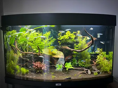 Aquarium Juwel Vision with accessories