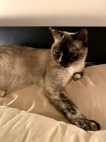 Siamese-mix adult cat looking for a loving home